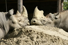 Howletts1