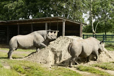 Howletts5