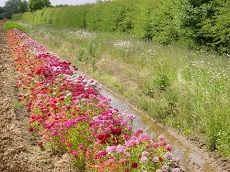 Laleham Farm 4