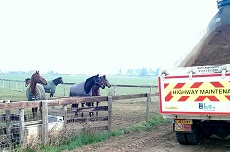 Suffolk Punch Society 2