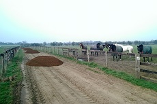 Suffolk Punch Society 3