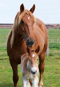 Suffolk Punch Society 4