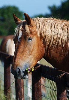 Suffolk Punch Society