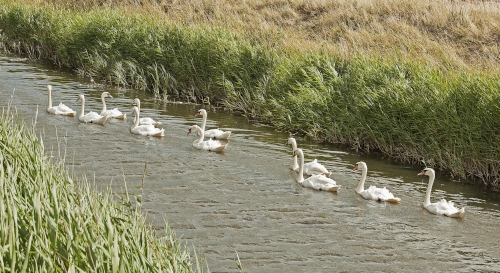 Lydd-7h small.jpg