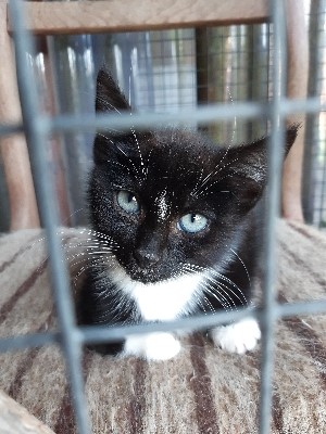 Brett 110 - Alresford Kitten and Feral Rescue Centre - 1.jpg