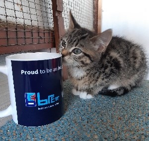 Brett 110 - Alresford Kitten and Feral Rescue Centre - 12.jpg