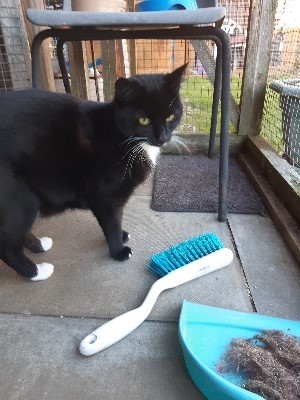 Brett 110 - Alresford Kitten and Feral Rescue Centre - 3.jpg