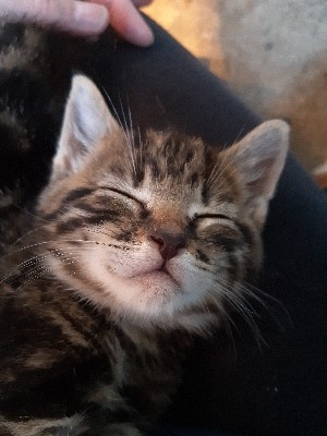 Brett 110 - Alresford Kitten and Feral Rescue Centre - 6.jpg