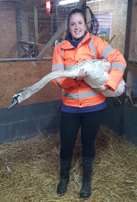 Brett 110 - Volunteering At The Swan Sanctuary - 6.jpg
